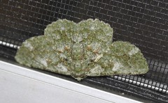 Aeolochroma viridicata