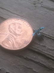 Chrysobothris scitula