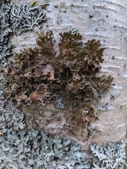 Tuckermanopsis chlorophylla