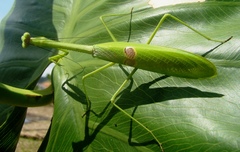 Stagmatoptera binotata