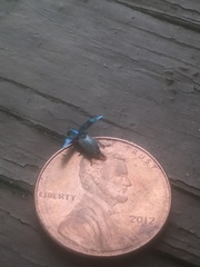 Chrysobothris scitula