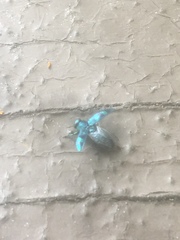 Chrysobothris scitula