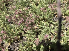 Horkelia hendersonii