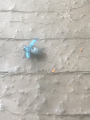 Chrysobothris scitula