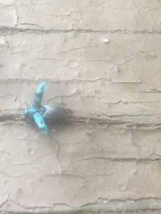 Chrysobothris scitula