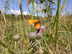 Thymelicus sylvestris