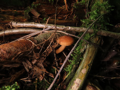 Lactarius tabidus