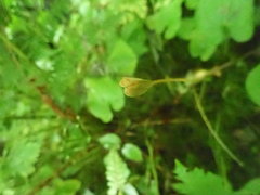 Erythronium revolutum