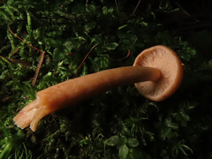 Lactarius tabidus