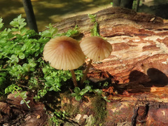 Mycena viridimarginata