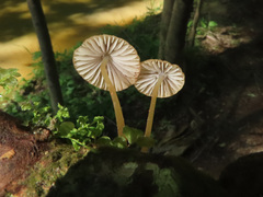 Mycena viridimarginata