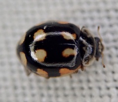 Adalia decempunctata