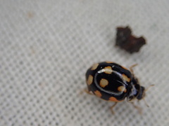 Adalia decempunctata