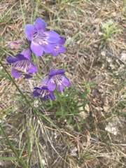 Penstemon gormanii