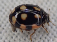 Adalia decempunctata
