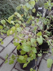 Plagianthus regius