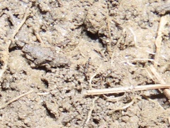 Ponera pennsylvanica