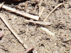 Ponera pennsylvanica