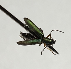 Chrysanthia geniculata