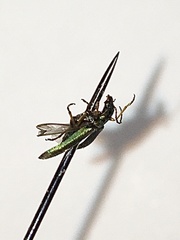 Chrysanthia geniculata