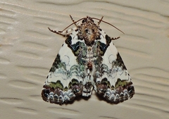 Cerma cerintha