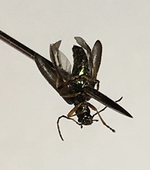 Chrysanthia geniculata