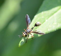 Physocephala marginata