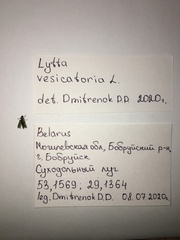 Chrysanthia geniculata