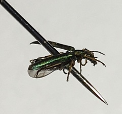 Chrysanthia geniculata