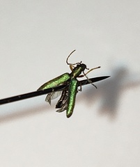 Chrysanthia geniculata