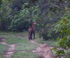 Panthera pardus kotiya