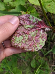 Puccinia linkii