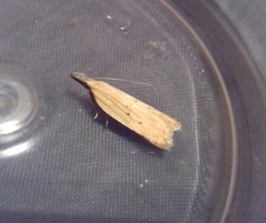 Dichomeris limosellus