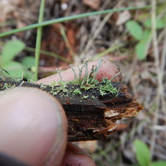 Cladonia botrytes