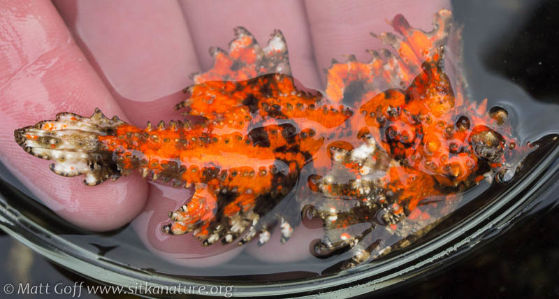 Kelp poacher (Agonomalus mozinoi) — Agonidae
