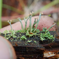 Cladonia botrytes