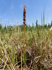 Platanthera aquilonis