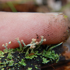 Cladonia botrytes