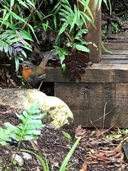 Scelorchilus rubecula