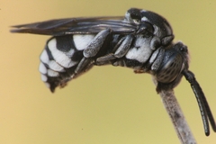 Epeolus fallax