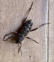 Rusticoclytus