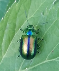 Oreina gloriosa