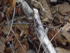 Anolis planiceps