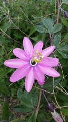 Passiflora pinnatistipula