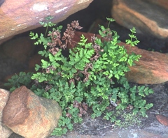 Cheilanthes capensis
