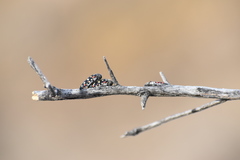 Acmaeodera gibbula