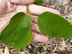 Cissus antarctica