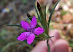Dianthus deltoides