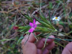 Dianthus deltoides