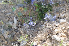 Euphorbia nicaeensis